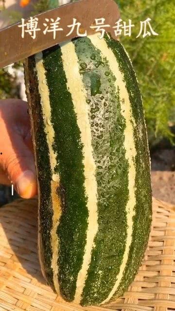 请问哪里有瓜吃,揭秘瓜果丰饶的美食天堂