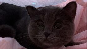 小猫吃啥瓜,探索它们钟爱的瓜类美味