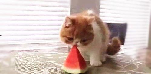 小猫吃啥瓜,探索它们钟爱的瓜类美味