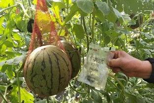 雨里吃瓜,一场别开生面的夏日盛宴