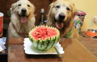 梦见狗狗吃瓜,狗狗吃瓜背后的神秘寓意