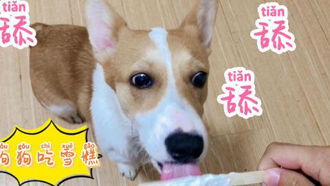 梦见狗狗吃瓜,狗狗吃瓜背后的神秘寓意