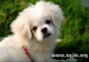 梦见狗狗吃瓜,狗狗吃瓜背后的神秘寓意