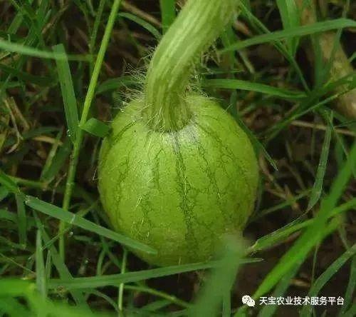 贺子吃黑皮瓜,一场味蕾的探险之旅