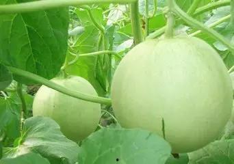 冠心病吃土瓜,天然食疗新选择