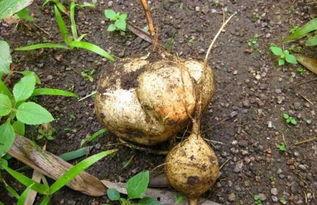 冠心病吃土瓜,天然食疗新选择