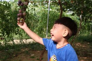 夏莹吃瓜,揭秘娱乐圈背后的那些事儿