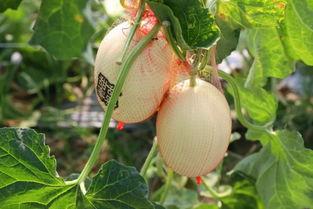 椒江方远吃瓜,揭秘吃瓜群众的狂欢盛宴