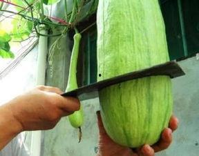 东方甄选继续吃瓜,带你领略直播带货背后的故事