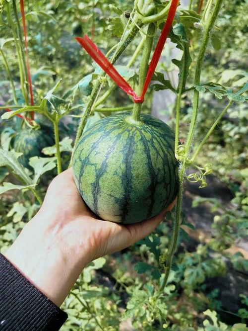 富龙吃瓜,揭秘娱乐圈幕后真相