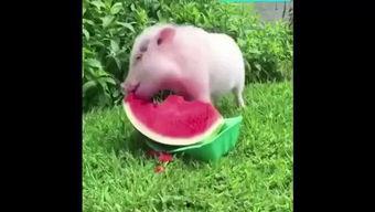 小猪吃瓜的原声,趣味盎然的童年回忆
