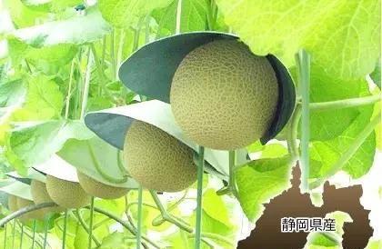 吃瓜50秒,揭秘吃瓜50秒背后的秘密与趣味