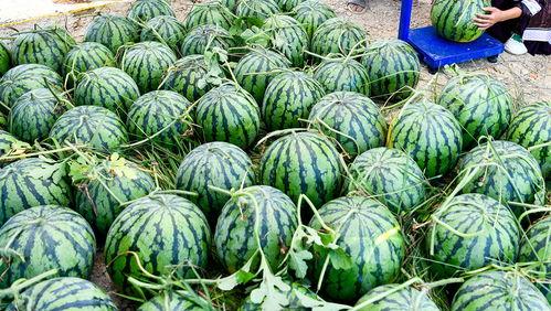 中国的吃瓜视频,揭秘网络时代的“瓜田”盛景