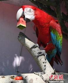 鸟吃瓜视频大全,趣味视频大全集锦