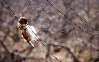 鸟吃瓜视频大全,趣味视频大全集锦