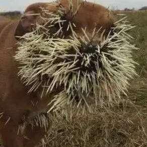 鸟吃瓜视频大全,趣味视频大全集锦