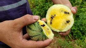 君言君语吃瓜视频,揭秘娱乐圈幕后故事