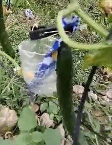 航拍韩城吃瓜事件视频,一场引人关注的街头冲突