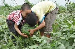 航拍韩城吃瓜事件视频,一场引人关注的街头冲突