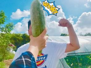 网红吃瓜视频免费看,免费观看的娱乐狂欢