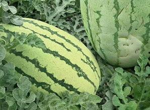 佛瓜怎么吃才最好吃呢视频,解锁最佳食用秘诀